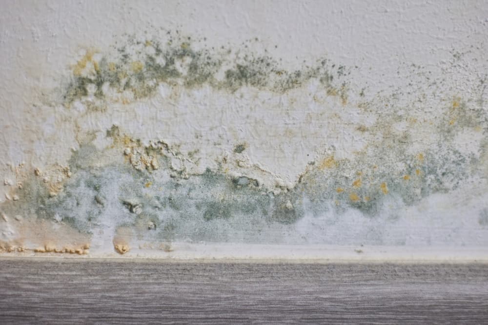 Black Mold: The Unwanted House Guest