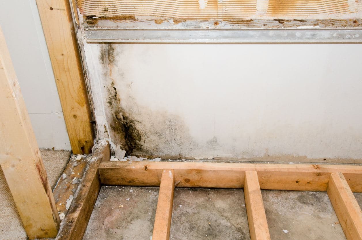 DIY vs. Professional Mold Remediation: Navigating the Best Path for Your Home
