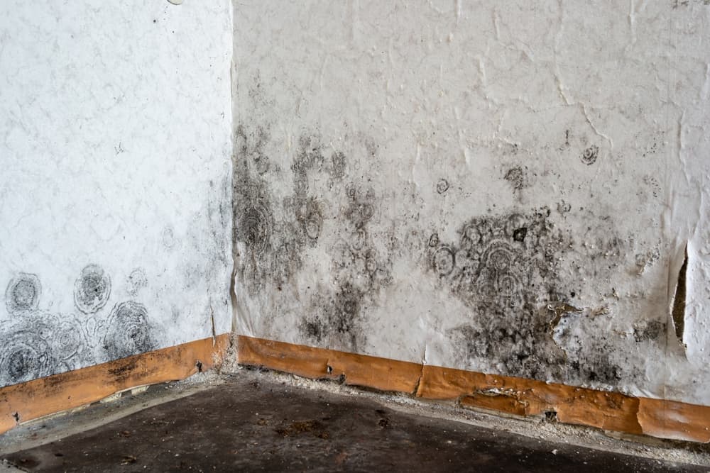 Everything You Need to Know about the Health Risks of Mold