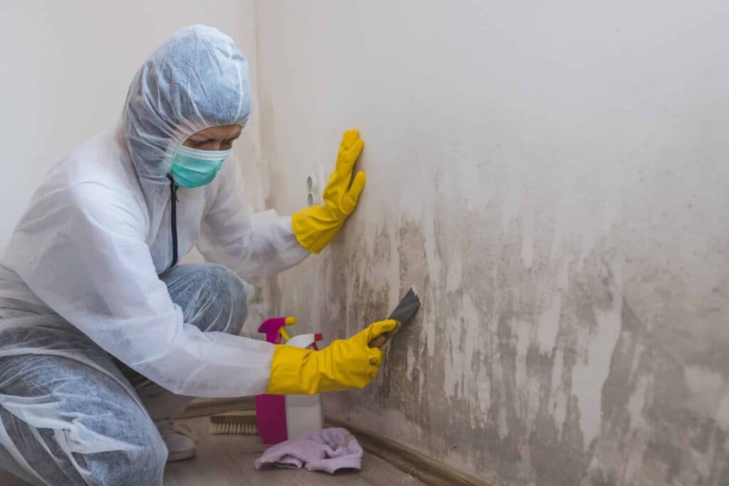 How Mold Spreads: 5 Preventive Measures for Mold Infestation