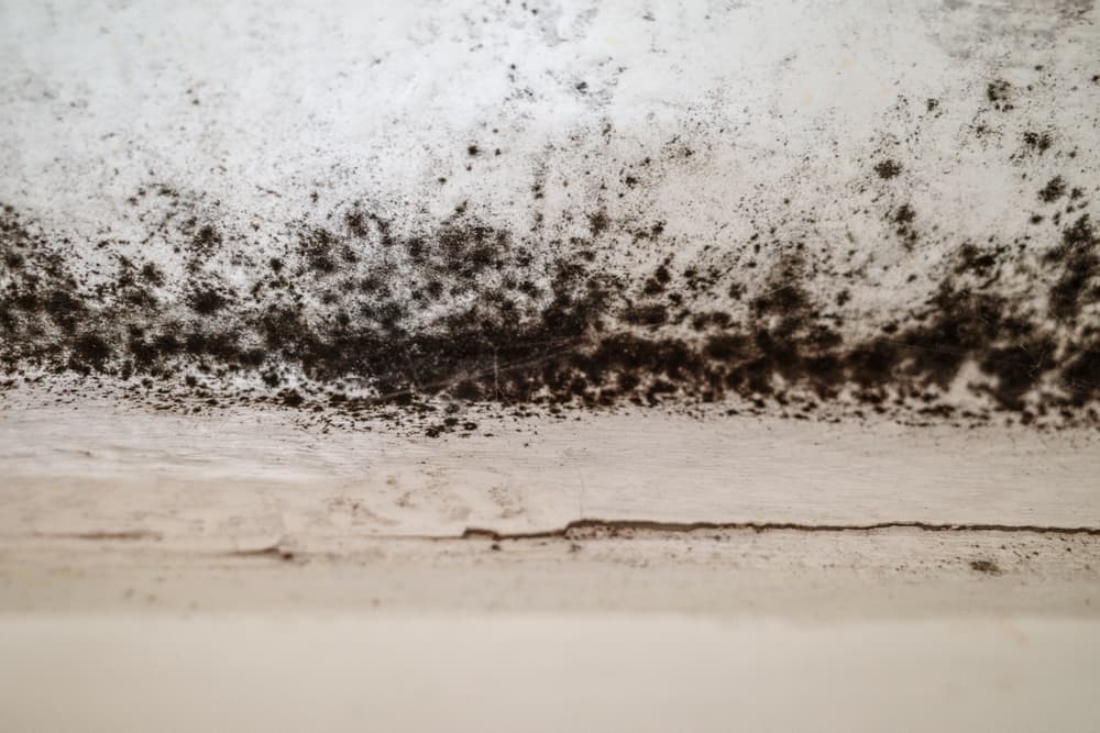 Is It Dangerous If You Find Mold in Your Crawl Space?