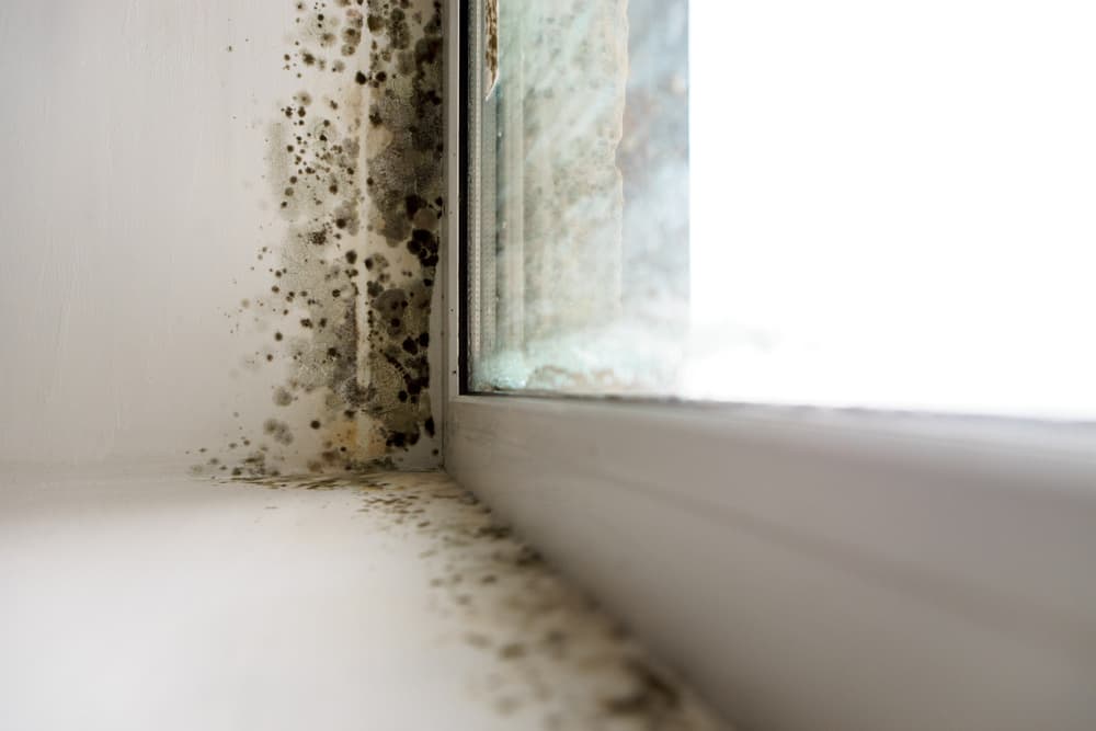 Look Out for These Signs Your Home Has Water Damage