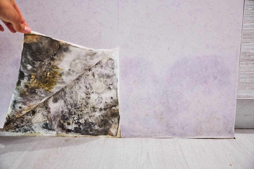 Mold Inside and On the Walls – Causes, Signs, and Removal
