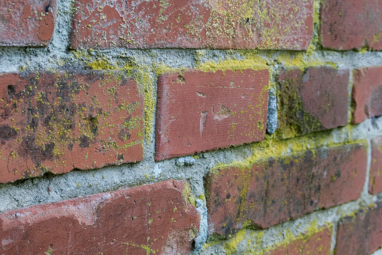 Simple Solutions to Common Causes of Mold in Your Home