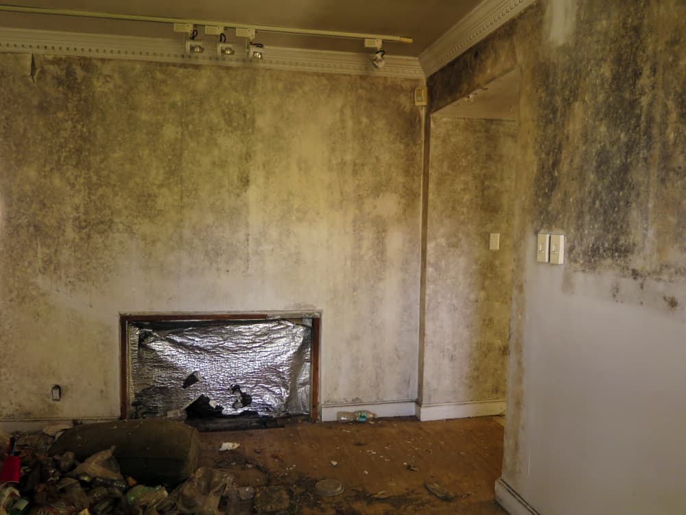 The Differences You Must Know about Black Mold and Mildew