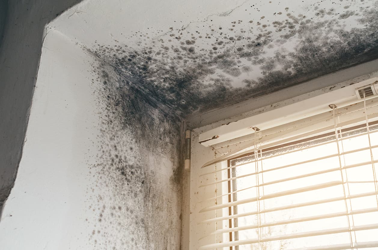 What Are the Top 12 Sneaky Signs of Mold in Your Home?