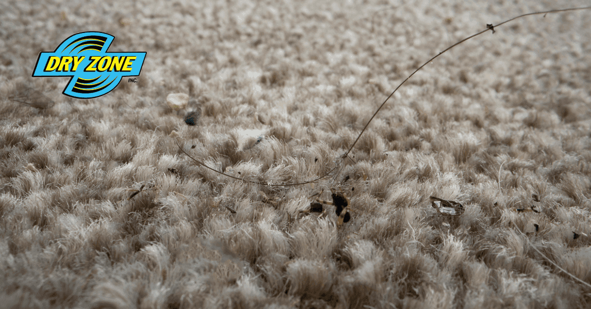 What Is Hiding In Your Carpet?