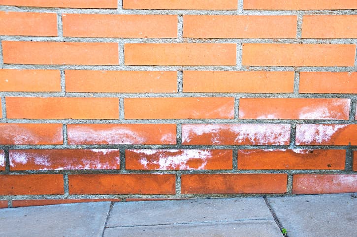 When Should Homeowners Call For Mold Inspection Services?