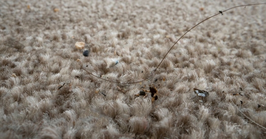 Up close to dirty carpet