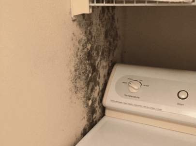 mold on an internal wall